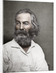 Walt Whitman, American poet by Mathew Brady