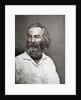 Walt Whitman, American poet by Mathew Brady