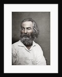Walt Whitman, American poet by Mathew Brady