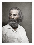 Walt Whitman, American poet by Mathew Brady