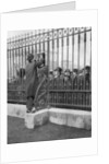 Crowds outside Buckingham Palace waiting for news of the illness of the King by Anonymous
