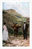 Mule with water kegs, Sicily, Italy by AW Cutler