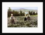 Picking flowers in a meadow near Leksand, Sweden by Anonymous