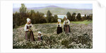 Picking flowers in a meadow near Leksand, Sweden by Anonymous