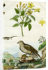 Jasmine and Short-toed Eagle by Pedretti