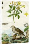 Jasmine and Short-toed Eagle by Pedretti