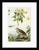 Jasmine and Short-toed Eagle by Pedretti