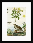 Jasmine and Short-toed Eagle by Pedretti