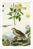 Jasmine and Short-toed Eagle by Pedretti