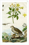 Jasmine and Short-toed Eagle by Pedretti