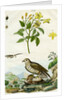 Jasmine and Short-toed Eagle by Pedretti