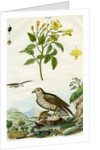 Jasmine and Short-toed Eagle by Pedretti