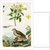 Jasmine and Short-toed Eagle by Pedretti