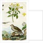 Jasmine and Short-toed Eagle by Pedretti