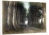Imaichi Road at Nikko, Japan by Anonymous