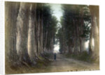Imaichi Road at Nikko, Japan by Anonymous