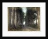 Imaichi Road at Nikko, Japan by Anonymous