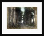 Imaichi Road at Nikko, Japan by Anonymous