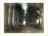 Imaichi Road at Nikko, Japan by Anonymous