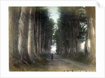 Imaichi Road at Nikko, Japan by Anonymous