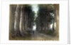 Imaichi Road at Nikko, Japan by Anonymous