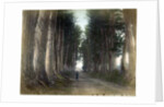 Imaichi Road at Nikko, Japan by Anonymous