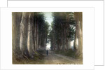 Imaichi Road at Nikko, Japan by Anonymous