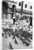 Woman surrounded by pigeons, St Mark's Square, Venice, Italy by Anonymous