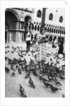 Woman surrounded by pigeons, St Mark's Square, Venice, Italy by Anonymous