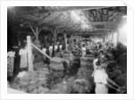 Coconut production, India by Anonymous