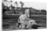 Alabaster Sphinx at Memphis, Egypt by Anonymous
