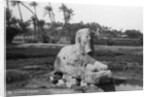 Alabaster Sphinx at Memphis, Egypt by Anonymous