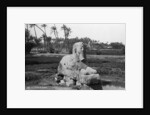 Alabaster Sphinx at Memphis, Egypt by Anonymous