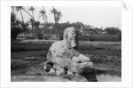 Alabaster Sphinx at Memphis, Egypt by Anonymous