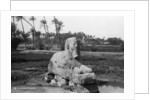 Alabaster Sphinx at Memphis, Egypt by Anonymous