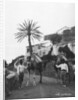 Men with camels, Las Palmas, Gran Canaria, Canary Islands, Spain by Anonymous