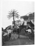 Men with camels, Las Palmas, Gran Canaria, Canary Islands, Spain by Anonymous