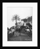 Men with camels, Las Palmas, Gran Canaria, Canary Islands, Spain by Anonymous