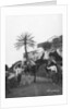 Men with camels, Las Palmas, Gran Canaria, Canary Islands, Spain by Anonymous