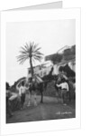 Men with camels, Las Palmas, Gran Canaria, Canary Islands, Spain by Anonymous