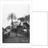 Men with camels, Las Palmas, Gran Canaria, Canary Islands, Spain by Anonymous