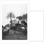 Men with camels, Las Palmas, Gran Canaria, Canary Islands, Spain by Anonymous