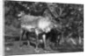 Local man with a reindeer, Lyngen, northern Norway by Anonymous