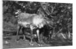 Local man with a reindeer, Lyngen, northern Norway by Anonymous
