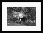 Local man with a reindeer, Lyngen, northern Norway by Anonymous