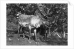 Local man with a reindeer, Lyngen, northern Norway by Anonymous