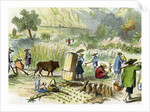 Chinese harvest, Hong Kong by Anonymous