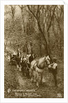 In the Shady Woods by Anonymous