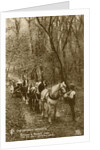 In the Shady Woods by Anonymous