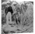The dead maneater, Behar jungle, India by Underwood & Underwood